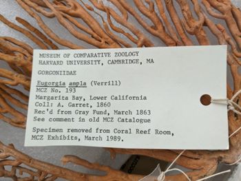 Media type: image; Invertebrate Zoology ALCY-193   Description: label;
